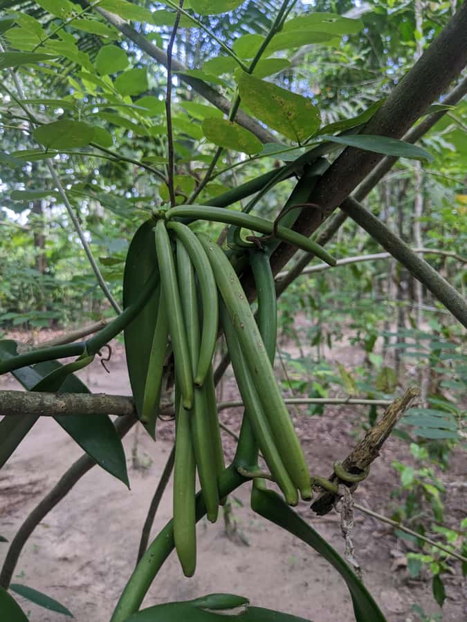 Spice Farm Bike Tour: Pedal Through Aromatic Adventures - From city streets to village roads