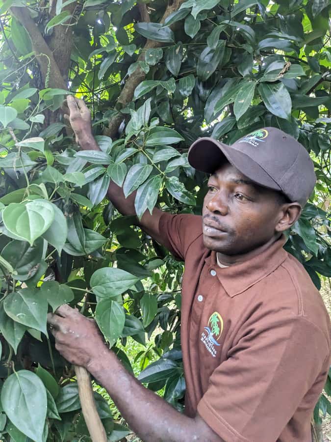 Spice Farm Bike Tour: Pedal Through Aromatic Adventures - Should you book the Spice Farm Bike Tour?