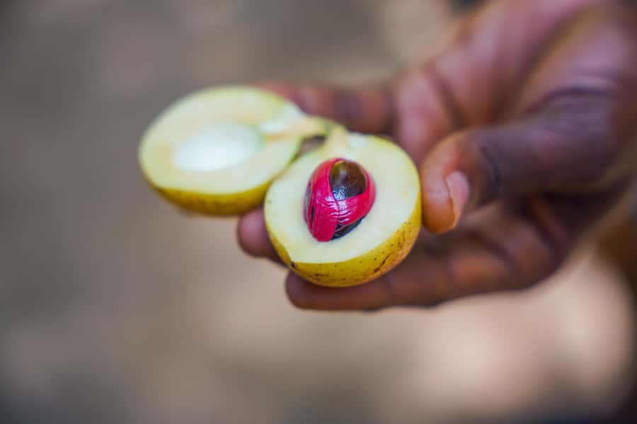 Spice Farm - spice up your life in Zanzibar - The rural side of Unguja