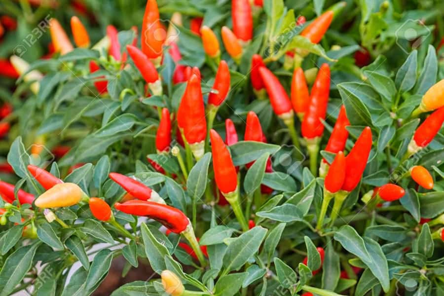 Spice Farm - spice up your life in Zanzibar - Walking through the farm, one scent at a time