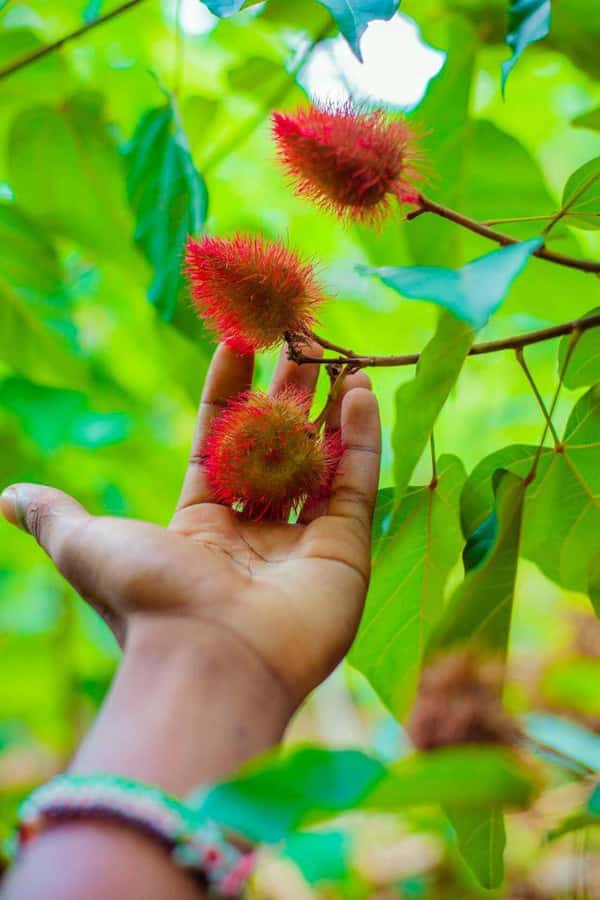 Spice farm,Stone town and Jozani forest tour with lunch - Walking through Jozani Forest for red colobus monkeys