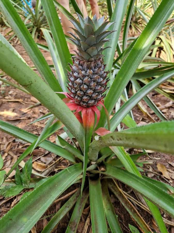 Spice farm,Stone town and Jozani forest tour with lunch - Stone Town as the final chapter