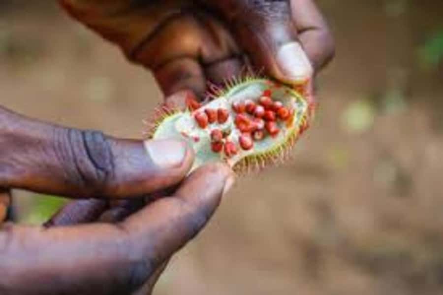 Spice farm,Stone town and Jozani forest tour with lunch - What to bring and what to leave behind