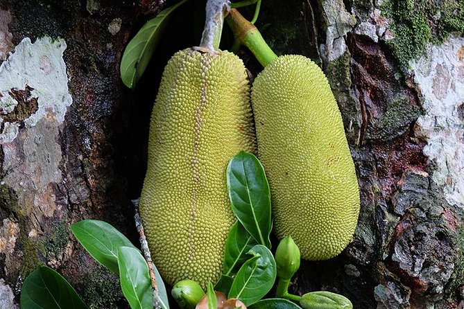 Spice Farm Tour -Half Day - Key Points About This Zanzibar Spice Farm Tour