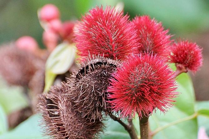 Spice Farm Tour -Half Day - Why Zanzibar’s Spice Farms Are Worth Your Morning