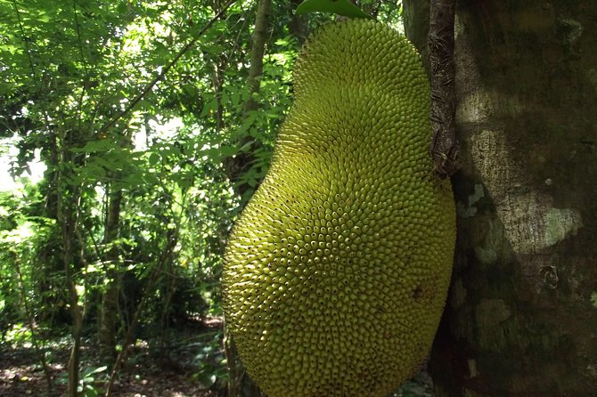 Spice Farm Tour with Traditional Cooking Lesson - Who will enjoy this Zanzibar spice tour most