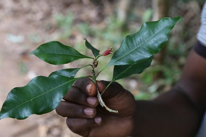 Spice Tour of Zanzibar - From Stone Town to Zanzibar’s Spice Farms