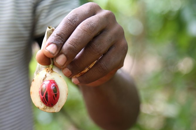 Spice Tour of Zanzibar - Fresh Fruit Picked From the Trees