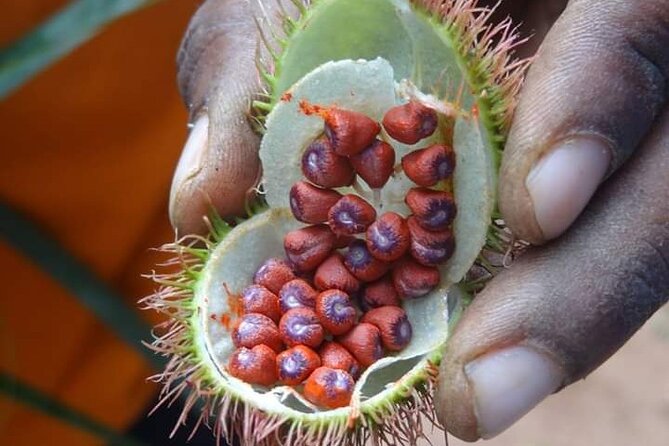 Spice Tour, Stone Town and Prison Island - Tangawizi Spice Farm: Zanzibar’s plants in their natural setting