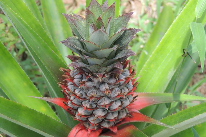 Spice Tour Zanzibar - Practical details before you reserve