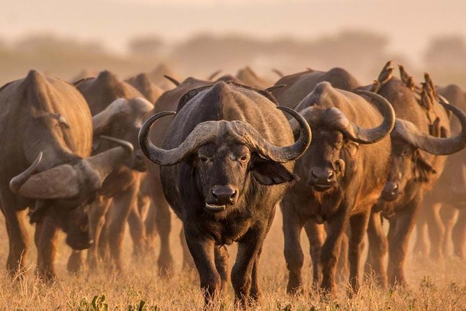 Spotting Africa Big Five (5) animals. - Day 2: Ngorongoro Crater and the best Big Five odds