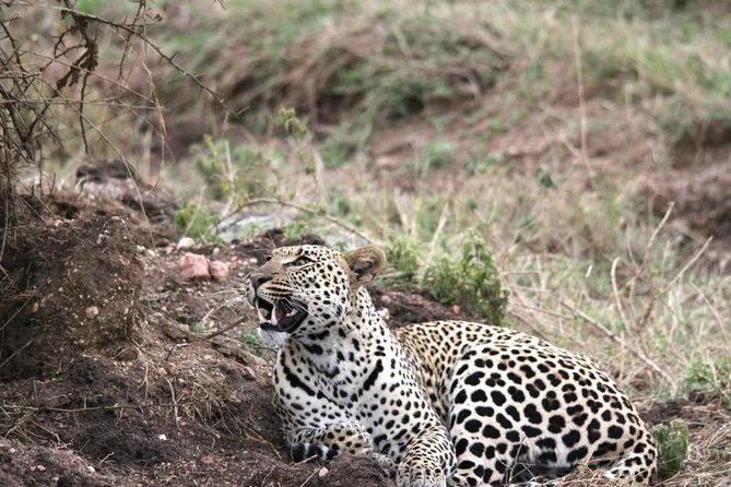 Spotting Africa Big Five (5) animals. - Accommodation, meals, and the real value of $1,410