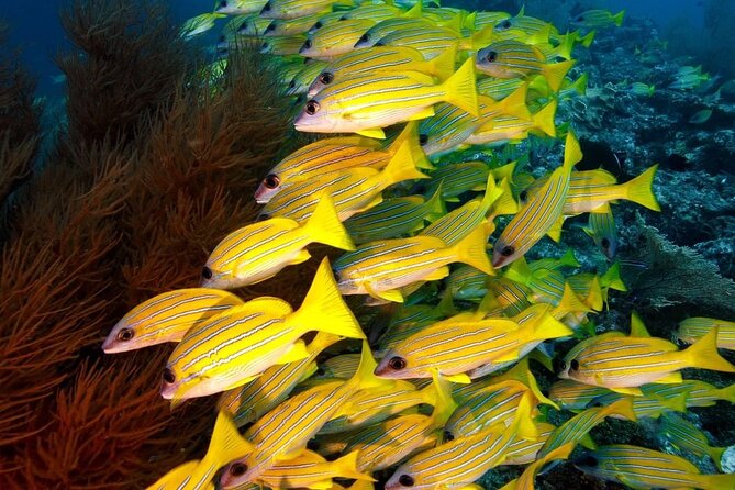 Starfish Adventure; The Rock Restaurant; Kuza Cave, Salaam Cave - A full east-coast day from Blue Lagoon to Salaam Cave