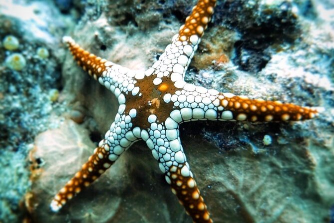 Starfish Adventure; The Rock Restaurant; Kuza Cave, Salaam Cave - Who should book this Zanzibar day?