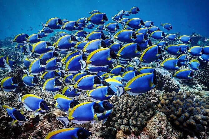 Starfish Adventure; The Rock Restaurant; Kuza Cave, Salaam Cave - Blue Lagoon and Michamvi’s coral garden