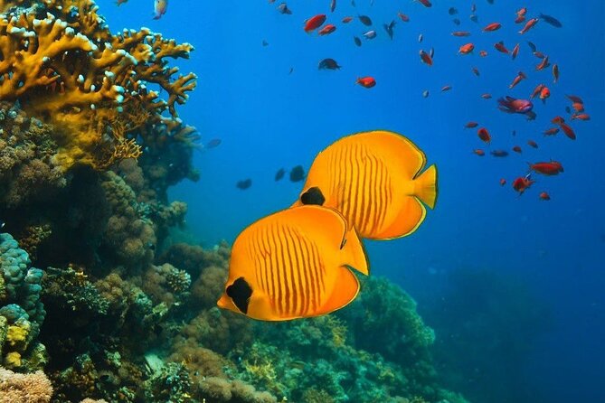 Starfish Beach; The Rock; Kuza Cave; Paje Beach; Salaam Cave Tour - Paje Beach and the quieter hour