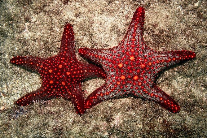 Starfish Beach; The Rock; Kuza Cave; Paje Beach; Salaam Cave Tour - Is $150 good value?