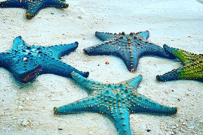 Starfish Beach; The Rock; Paje Beach; Jozani Forest; Salaam Cave - Starfish Beach and the Blue Lagoon