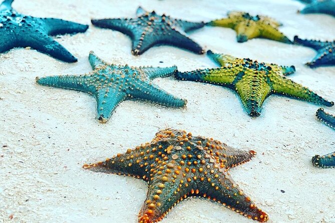 Starfish Beach; The Rock; Paje Beach; Jozani Forest; Salaam Cave - Salaam Cave and sea turtles near Kizimkazi