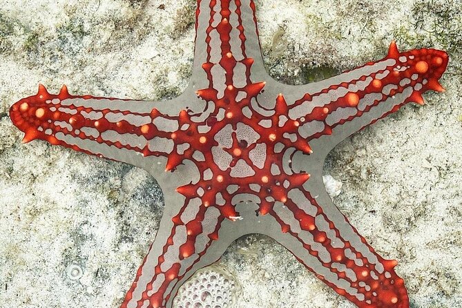Starfish Beach; The Rock; Paje Beach; Jozani Forest; Salaam Cave - Is $150 per person good value?
