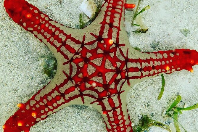 Starfish Beach; The Rock; Paje Beach; Jozani Forest; Salaam Cave - The Rock Restaurant: famous setting, separate bill