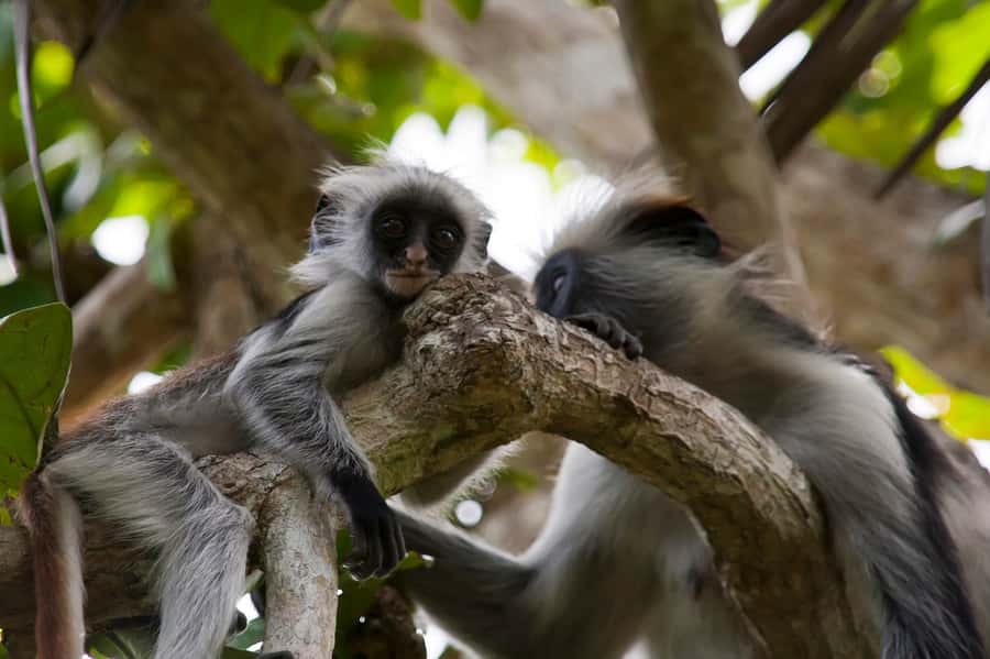Stone Town: Jozani Chwaka Bay National Park Half-Day Tour - The forest walk and its layered canopy