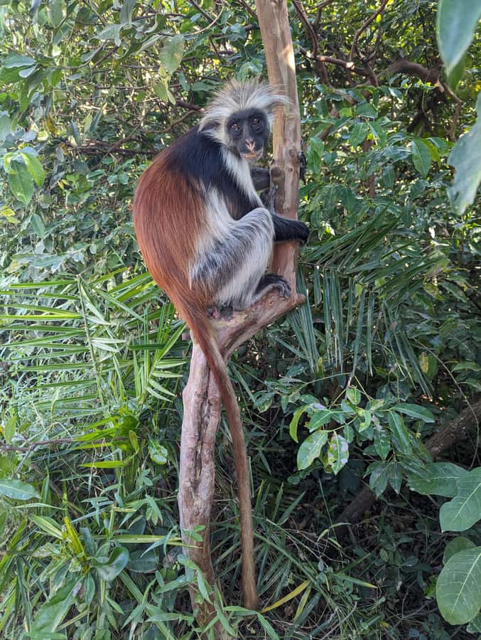 Stone Town: Jozani Chwaka Bay National Park Half-Day Tour - Should you book the Jozani Chwaka Bay tour?