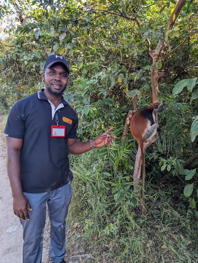 Stone Town: Jozani Chwaka Bay National Park Half-Day Tour - Meeting Zanzibar’s red colobus monkeys