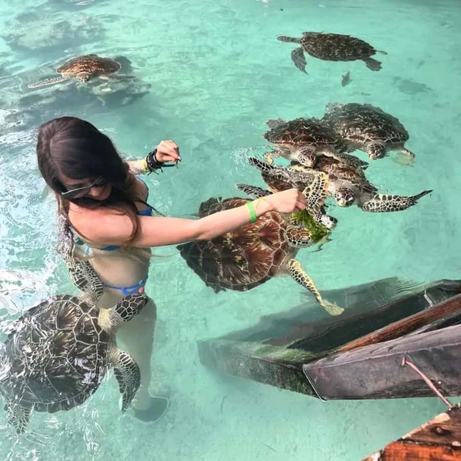 Stone Town, Jozani Forest, Sea Turtles & The Rock Restaurant - One day, four very different sides of Zanzibar