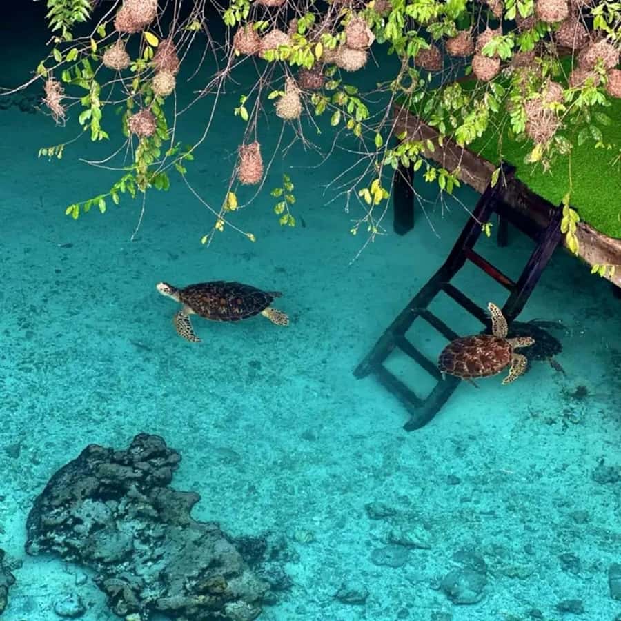 Stone Town, Jozani Forest, Sea Turtles & The Rock Restaurant - Stone Town: start with Zanzibar’s layered past
