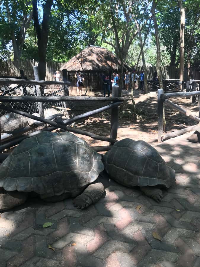 Stone Town: Stone Town and Prison Island Private Day Trip - The guides make the biggest difference