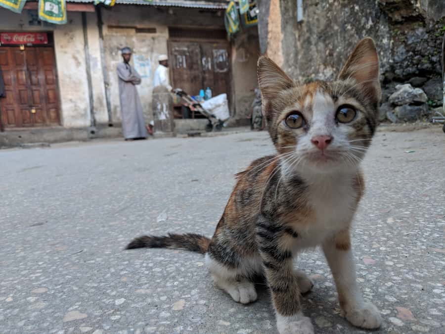 Stonetown Historical Walking Tour & Traditional Lunch - Palace Museum and Stone Town’s grand buildings