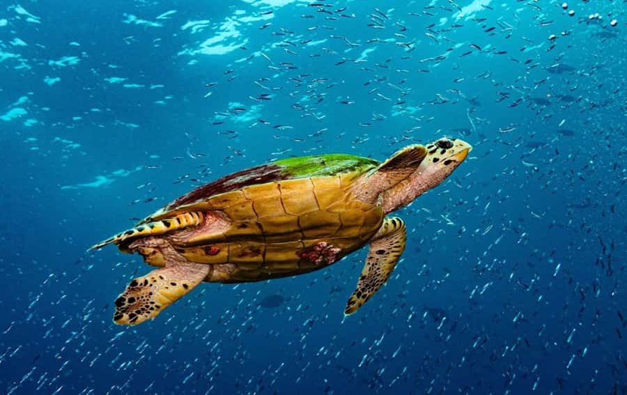 Swim with Sea Turtles, Kuza Cave, Paje Beach, The Rock Lunch - Key points to know before you book