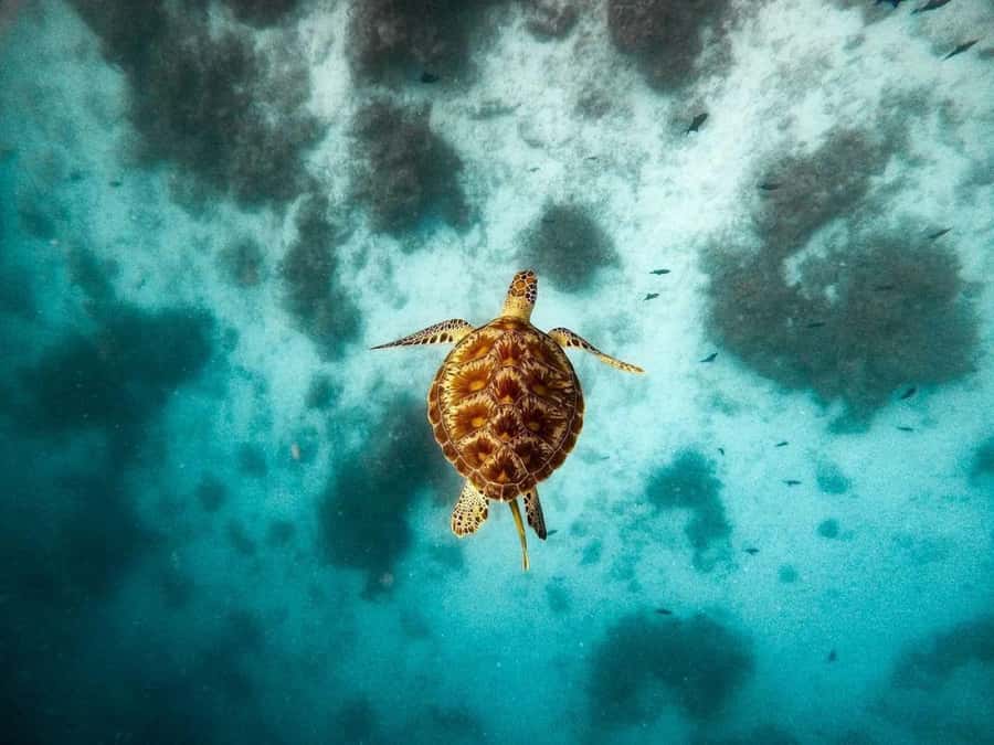 Swim with Sea Turtles, Kuza Cave, Paje Beach, The Rock Lunch - Kuza Cave, a short swim in a natural setting
