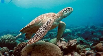 Swim with Sea Turtles, Kuza Cave, Paje Beach, The Rock Lunch