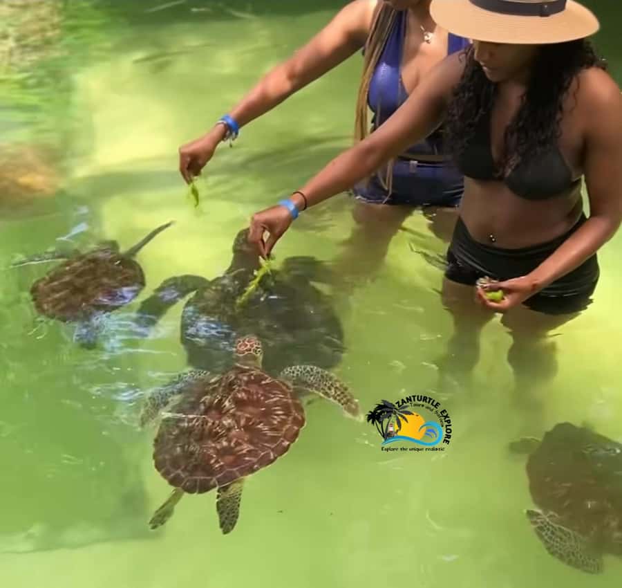Swim with Turtles at The Lagoons Zanzibar & Stone Town Tour - Key points to know before booking