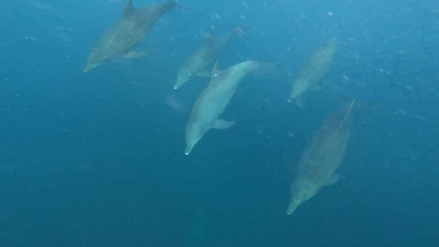 swimming with dolphin in kizimkazi zanzibar - Watching dolphins without treating them like a show