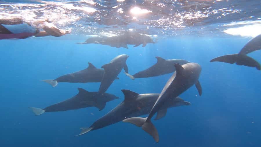 swimming with dolphin in kizimkazi zanzibar - The 30-minute speedboat ride to Kizimkazi Mkunguni