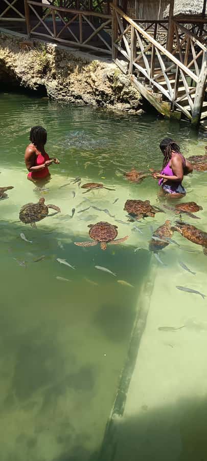 Swimming with tirltes at The Lagoons Zanzibar in Nungwi - Entering The Lagoons Zanzibar in Nungwi