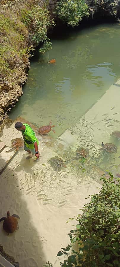 Swimming with tirltes at The Lagoons Zanzibar in Nungwi - Feeding rescued turtles seaweed
