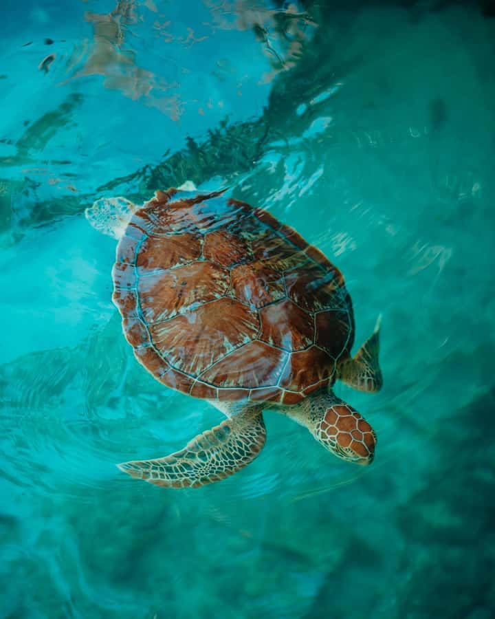 SWIMMING WITH TURTLES AT SALAAM CAVE AT KIZIMKAZI ZANZIBAR - Swimming with the turtles