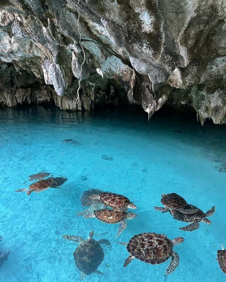SWIMMING WITH TURTLES AT SALAAM CAVE AT KIZIMKAZI ZANZIBAR - The $50 price and what it covers