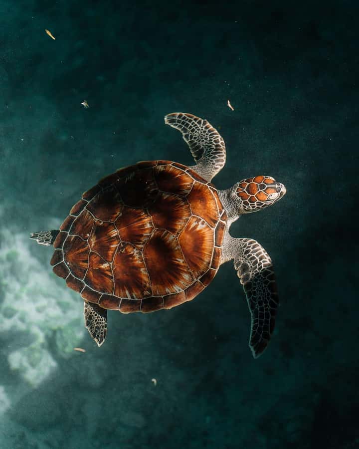 SWIMMING WITH TURTLES AT SALAAM CAVE AT KIZIMKAZI ZANZIBAR - What to bring and how to prepare