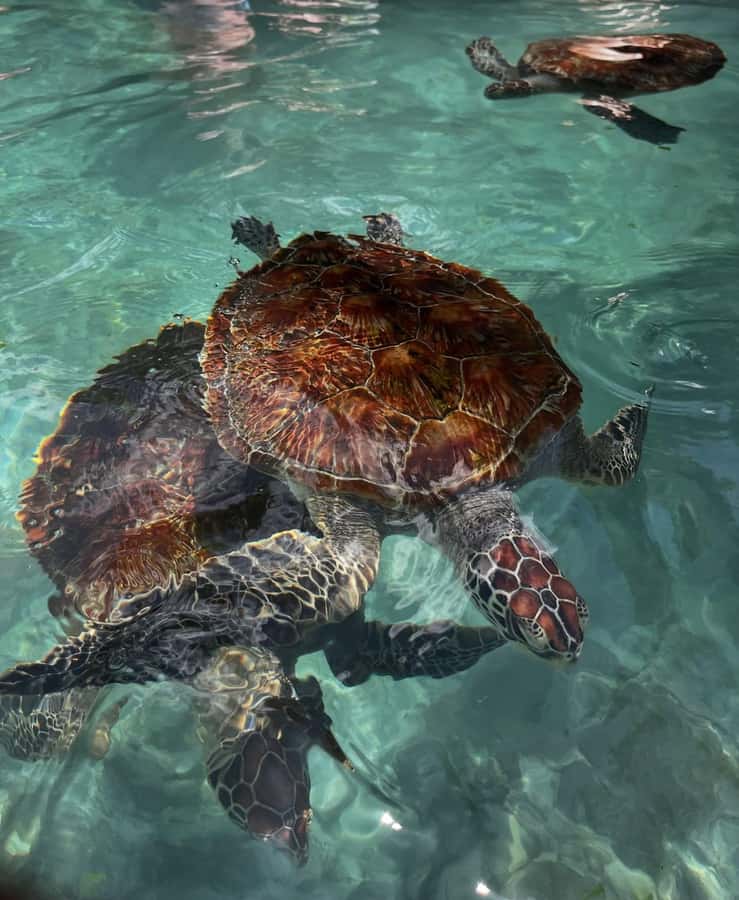 SWIMMING WITH TURTLES AT SALAAM CAVE AT KIZIMKAZI ZANZIBAR - Who will enjoy this experience most