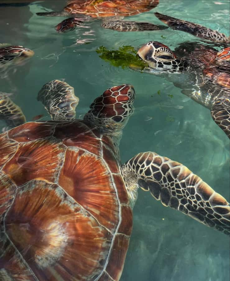 SWIMMING WITH TURTLES AT SALAAM CAVE AT KIZIMKAZI ZANZIBAR - Cancellation and booking flexibility