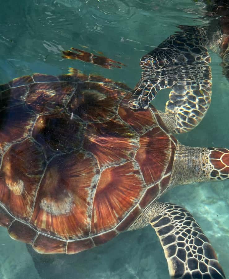 SWIMMING WITH TURTLES AT SALAAM CAVE AT KIZIMKAZI ZANZIBAR - Should you book Salaam Cave?