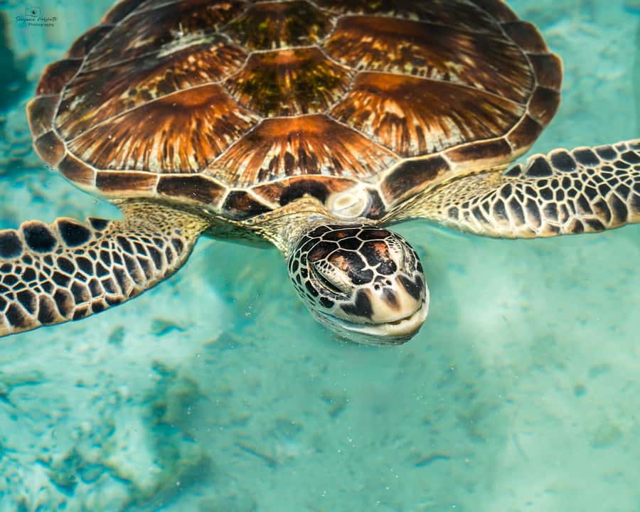 SWIMMING WITH TURTLES AT SALAAM CAVE AT KIZIMKAZI ZANZIBAR - Arriving early makes a real difference