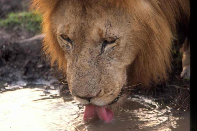 Tanzania 4 Days 3 Nights Budget camping safari to Serengeti and Ngorongoro - Why this four-day route works for a tight budget