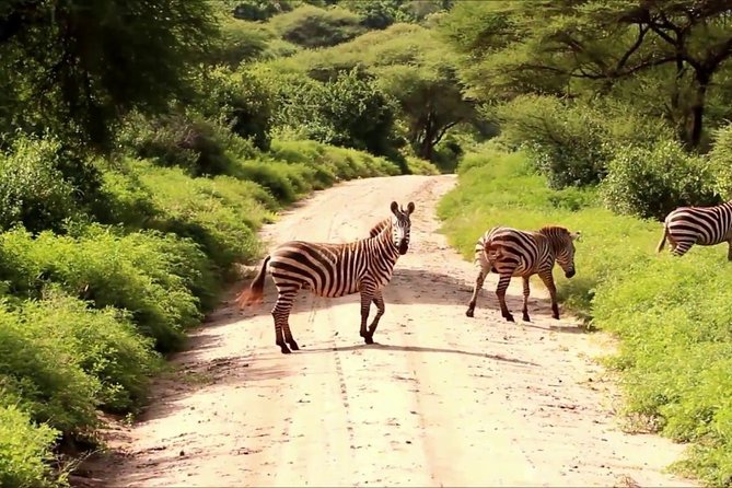 Tanzania 4 Days 3 Nights Budget camping safari to Serengeti and Ngorongoro - Day 3: Leaving Serengeti for Ngorongoro