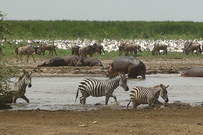 Tanzania 4 Days 3 Nights Budget camping safari to Serengeti and Ngorongoro - Day 4: Descending into Ngorongoro Crater